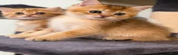 British Shorthair cats for sale: British shorthair chocolate golden Kitens TICA - Advert 9