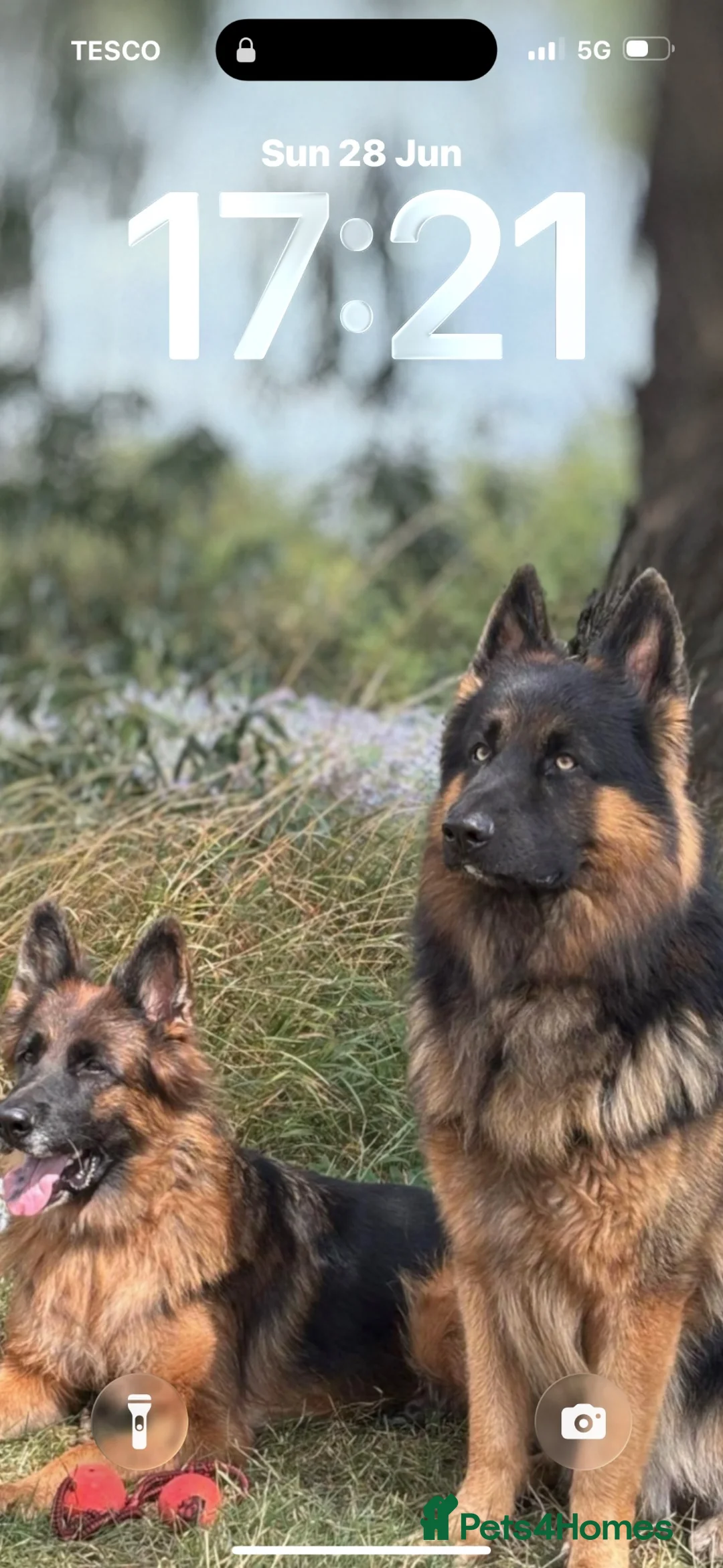 German Shepherd dogs for sale: Stunning GSD working line puppies  - Advert 2