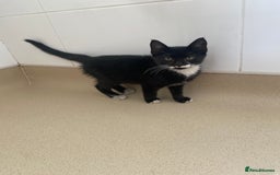 Mixed Breed cats for sale: Beautiful kittens ready now  - Image 4
