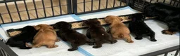 Cocker Spaniel dogs for sale: Cocker Spainel puppies  - Advert 9