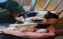 Cockalier dogs for sale: Stunning girls. DNA health tested parents  - Image 3