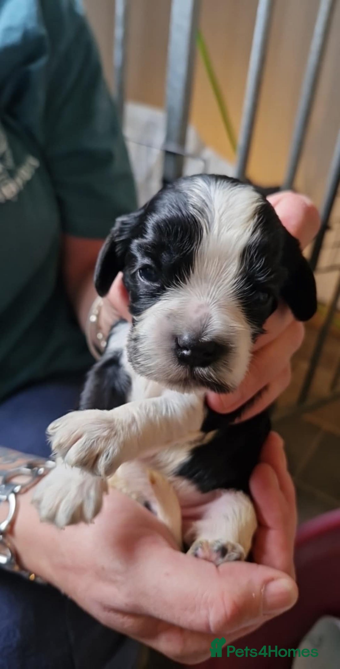 Cockalier dogs for sale: Stunning girls. DNA health tested parents  - Image 3