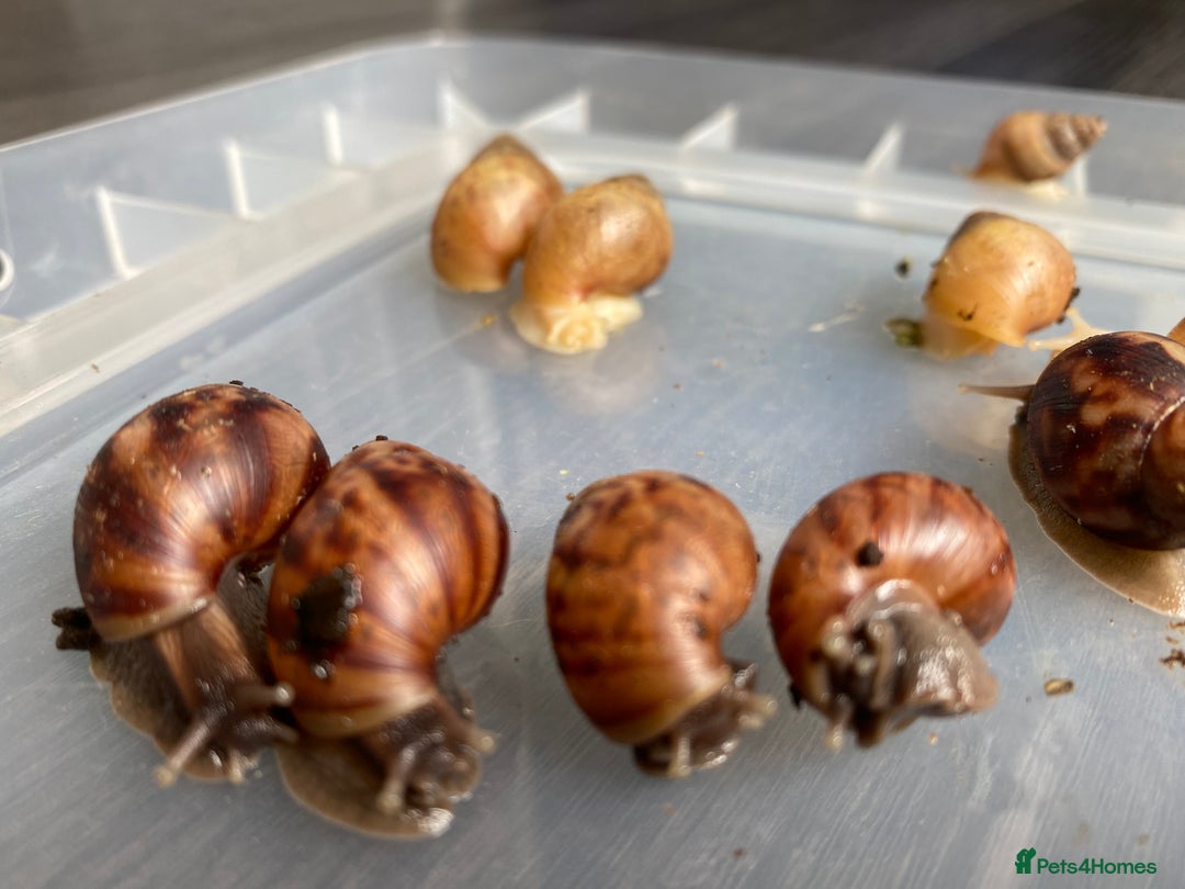Snails invertebrates for sale: Giant African Land Snails - Wild, Albino & Jade - Image 3