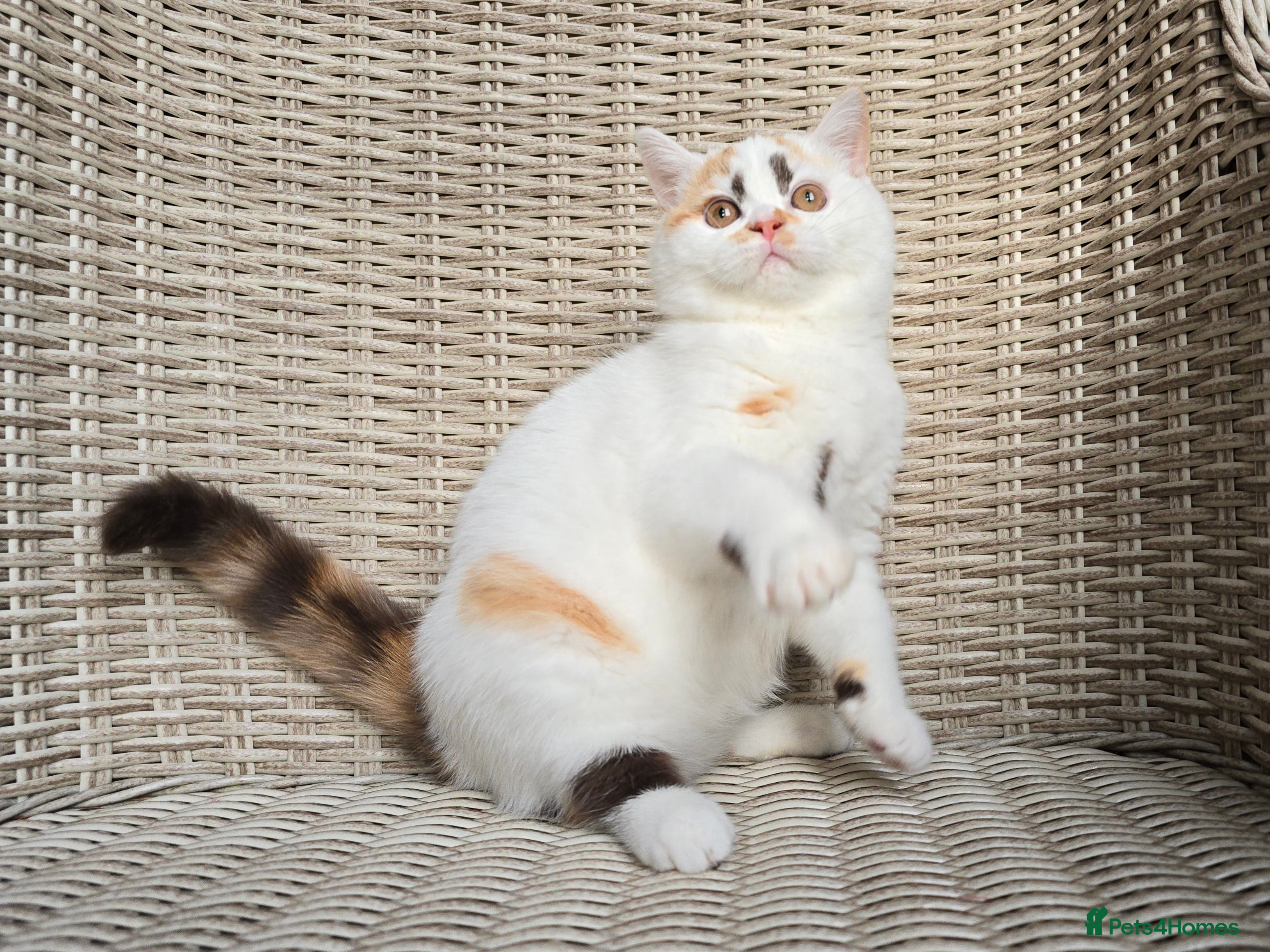 British Shorthair cats Stunning British Shorthair Kittens  - Advert 2