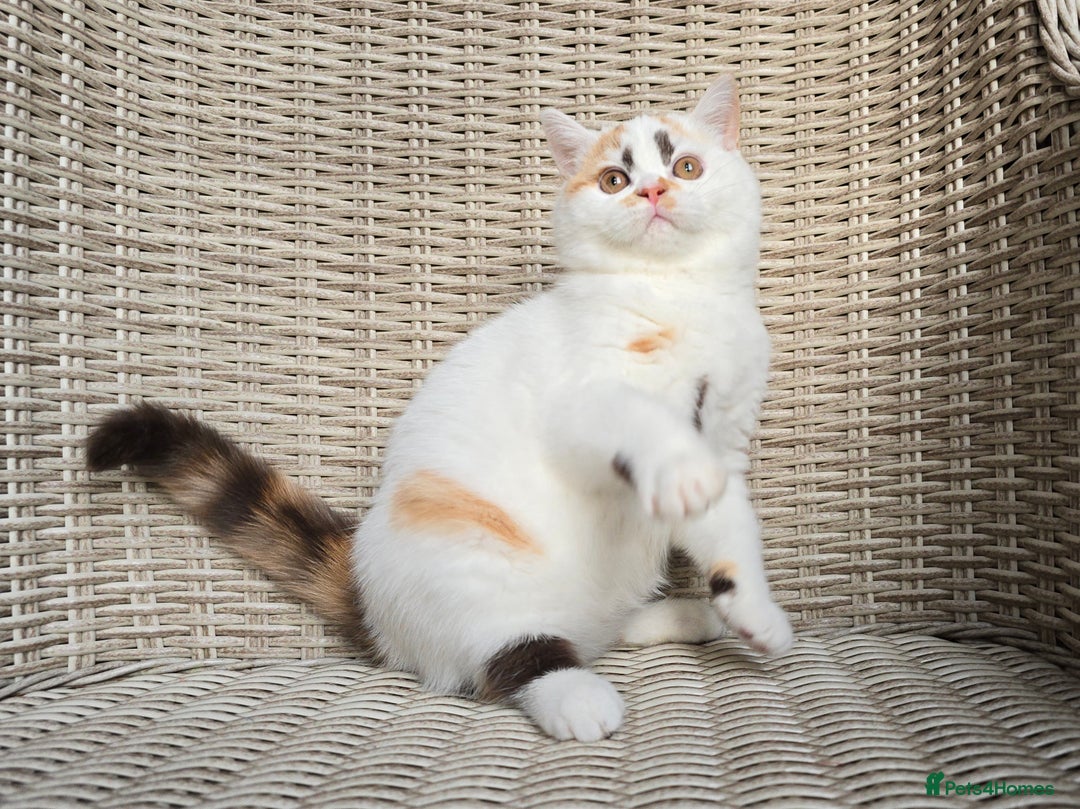 British Shorthair cats for sale: Stunning British Shorthair Kittens  - Advert 1