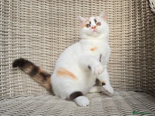 British Shorthair cats Stunning British Shorthair Kittens - Advert 4