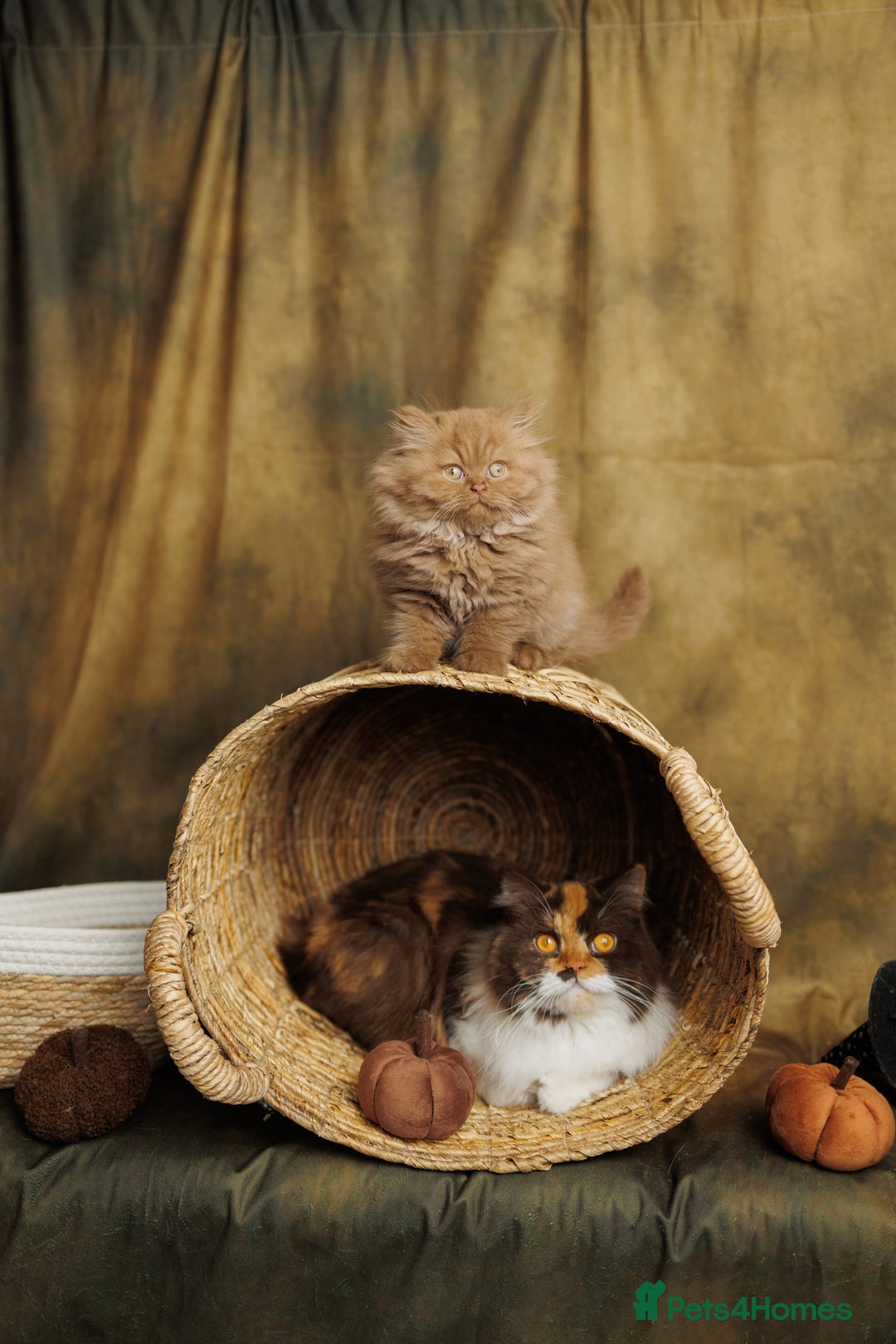 British Shorthair cats for sale: British Short and Long Hair  - Image 8