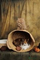 British Shorthair cats - Advert 4