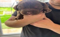 Mixed Breed dogs for sale: Cockerbull puppies for sale.  - Image 13