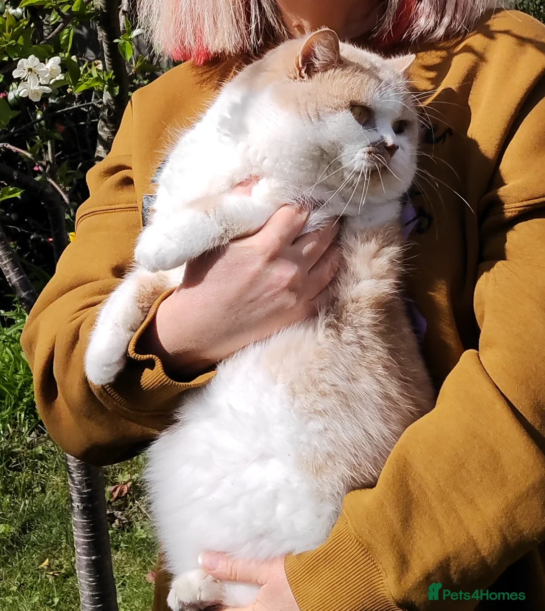 British Shorthair cats for stud: GCCF/TICA proven cream and white bicolour stud  - Advert 2