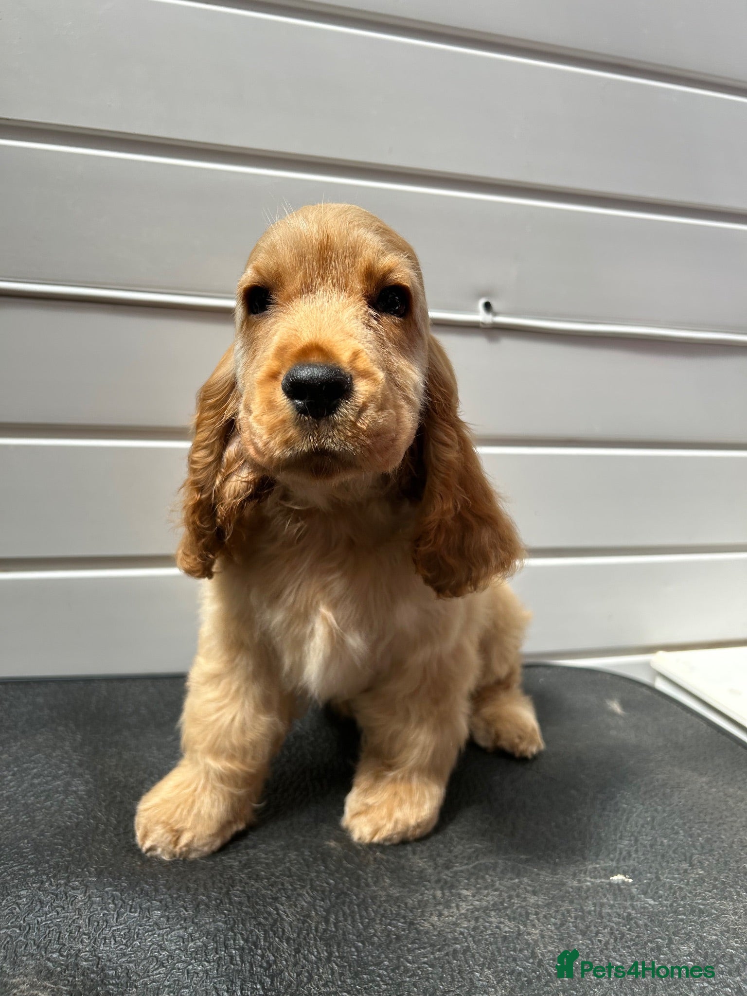 Cocker Spaniel dogs Golden Cocker Spaniel puppy - Advert 2