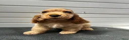 Cocker Spaniel dogs for sale: Golden Cocker Spaniel puppy - Advert 1