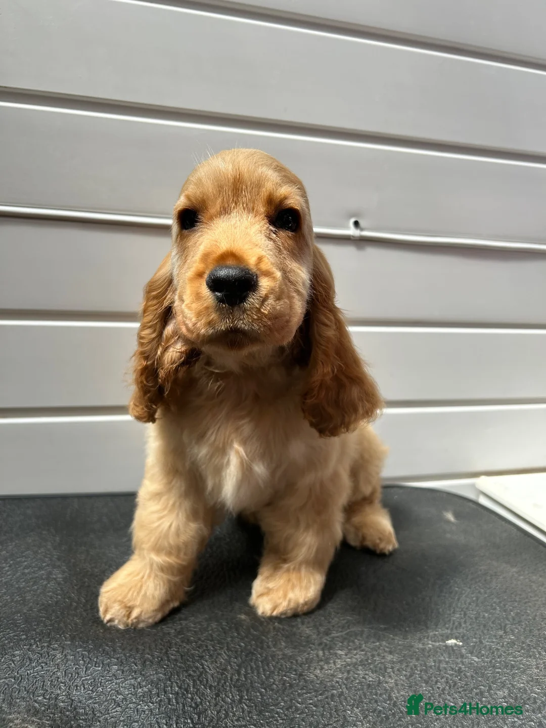 Cocker Spaniel dogs for sale: Golden Cocker Spaniel puppy - Advert 1
