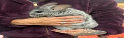 Chinchilla rodents for sale: Adorable female chinchilla kits - dorset  - Advert 4