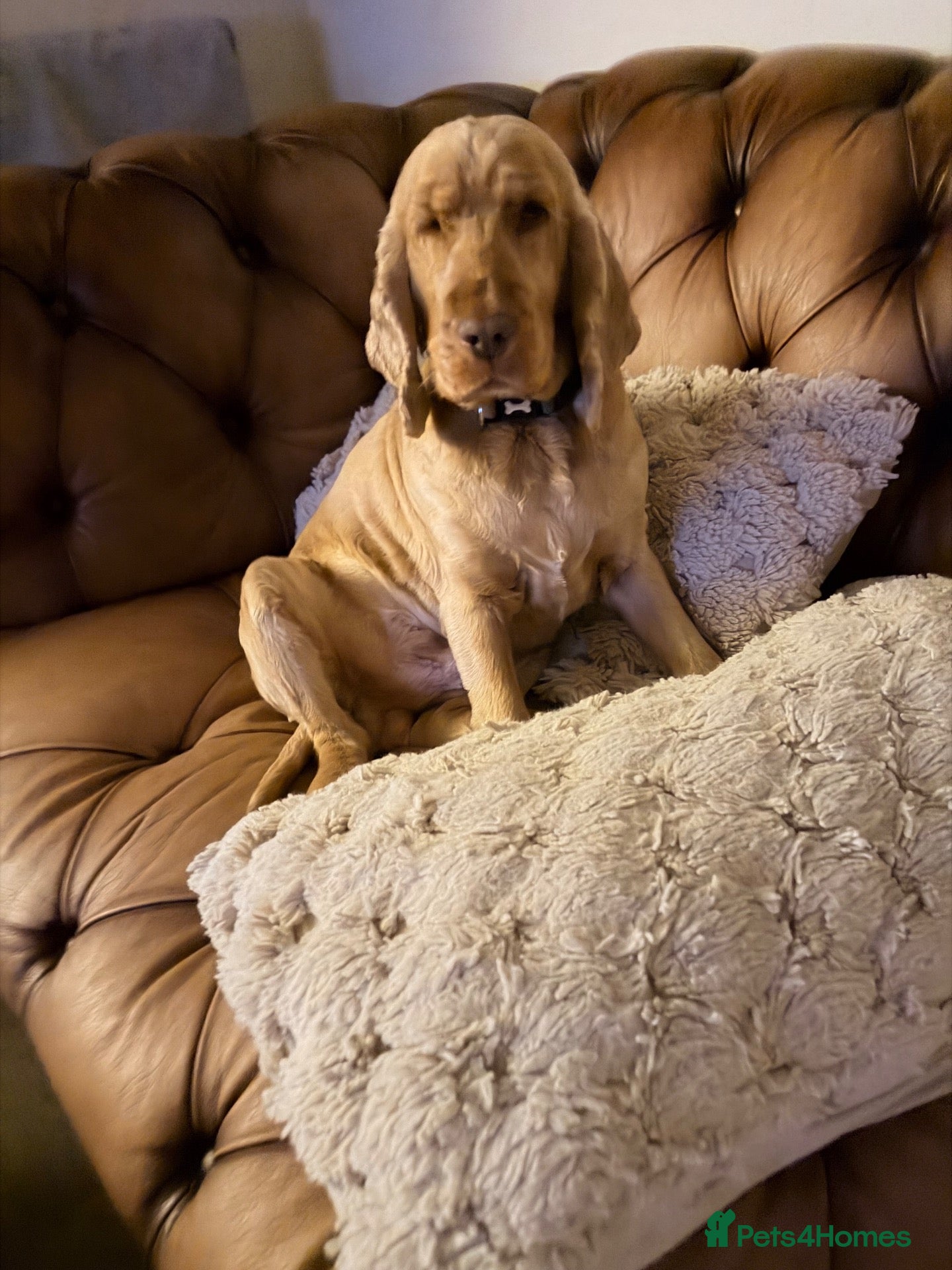 Cocker Spaniel dogs for sale: Kc Show cockers spaniel  - Advert 1