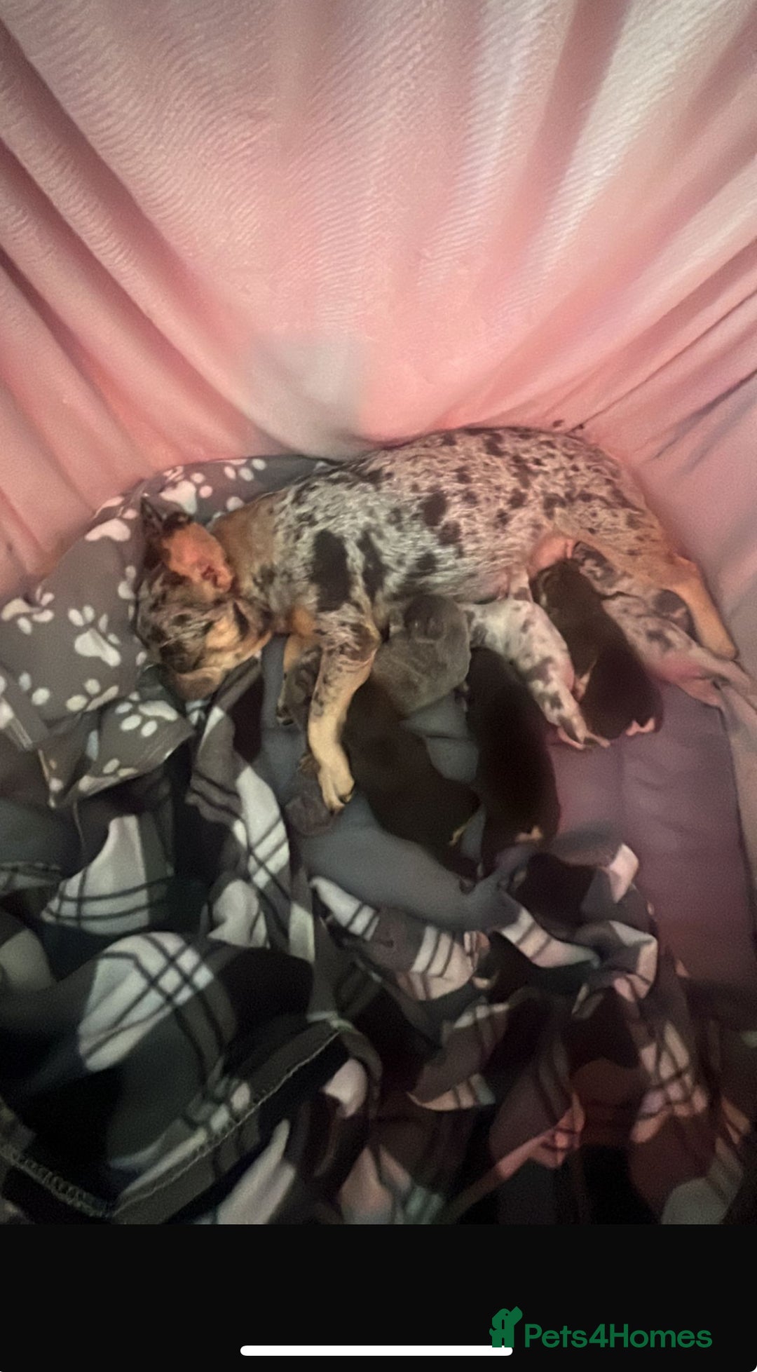 French Bulldog dogs for sale: Nacho  - Image 2