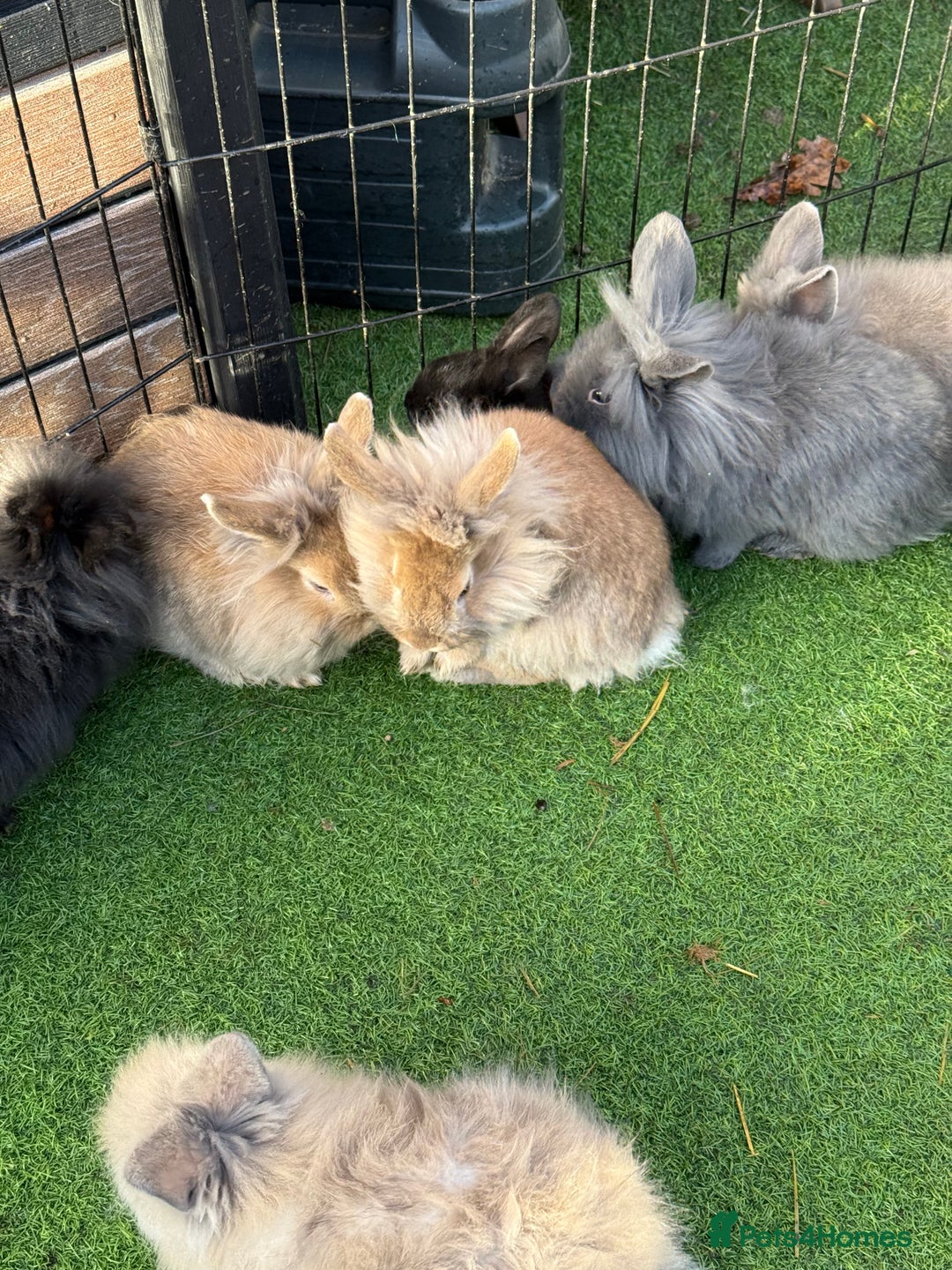 Mixed Breed rabbits for sale: Baby rabbits ready now  - Advert 24