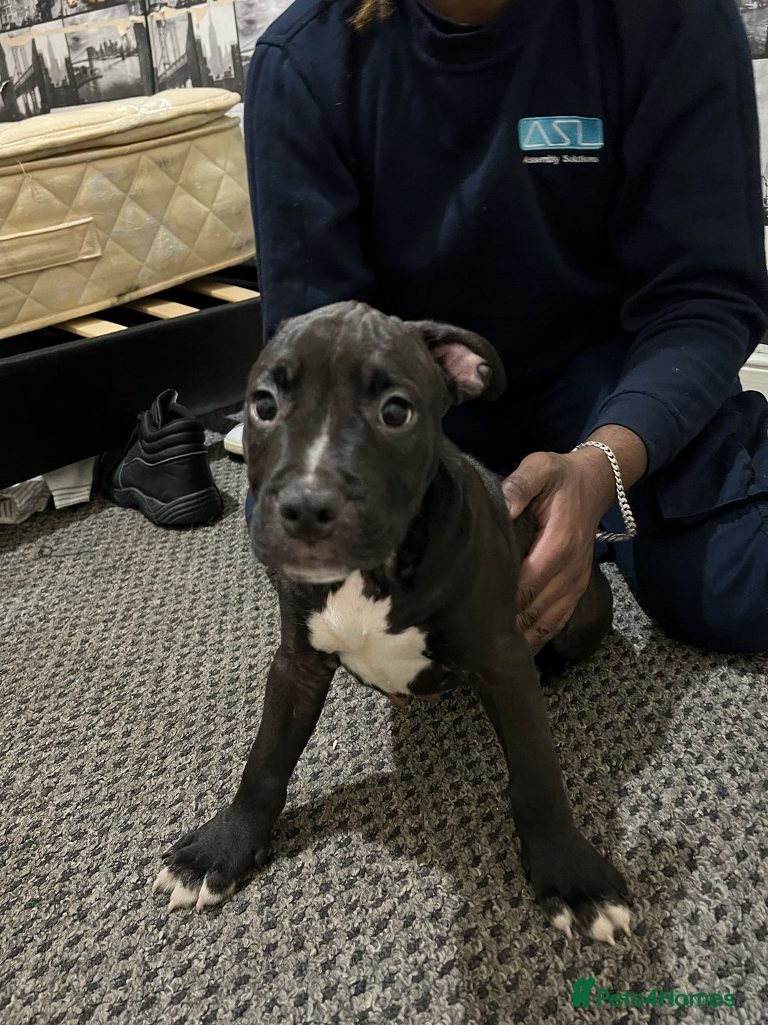 American Bull Staffy dogs for sale: american staffordshire for sale  - Image 20