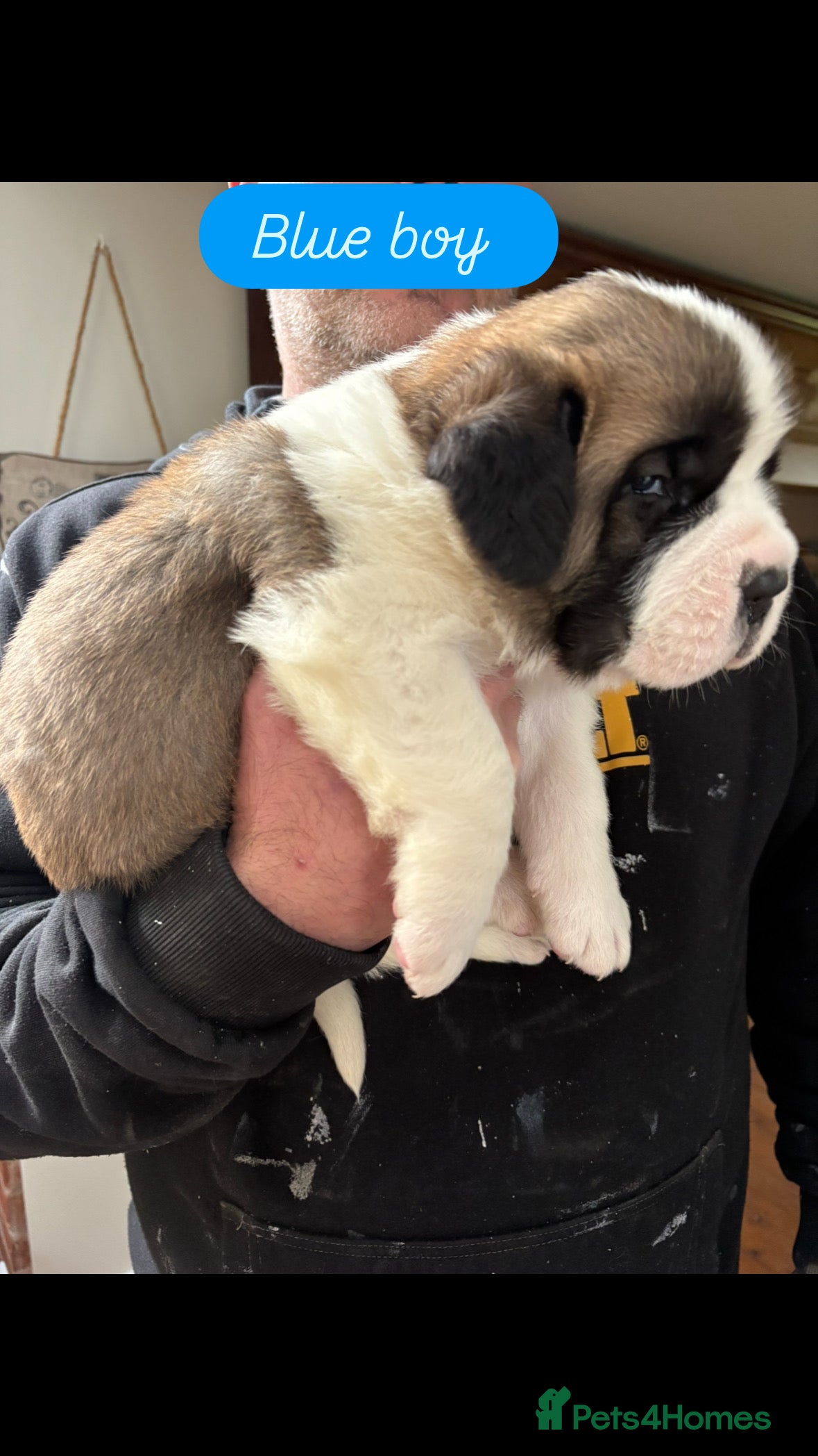 Saint Bernard dogs Chunky family raised champ blood Saint Bernard 🐶  - Advert 3