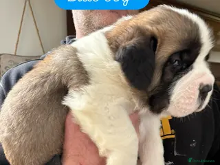 Saint Bernard dogs Chunky family raised champ blood Saint Bernard 🐶 - Advert 3