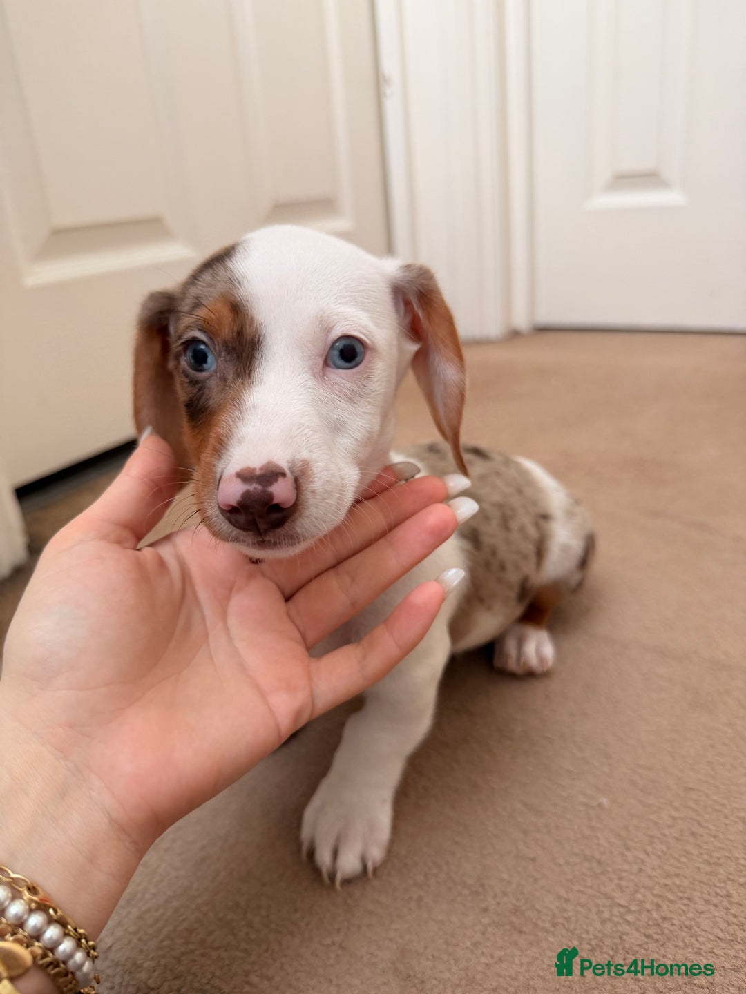 Dachshund dogs for sale: Last 3 Dachshund  - Advert 3