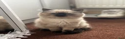 Mixed Breed cats for sale: Ragdoll cross Siamese   - Advert 1
