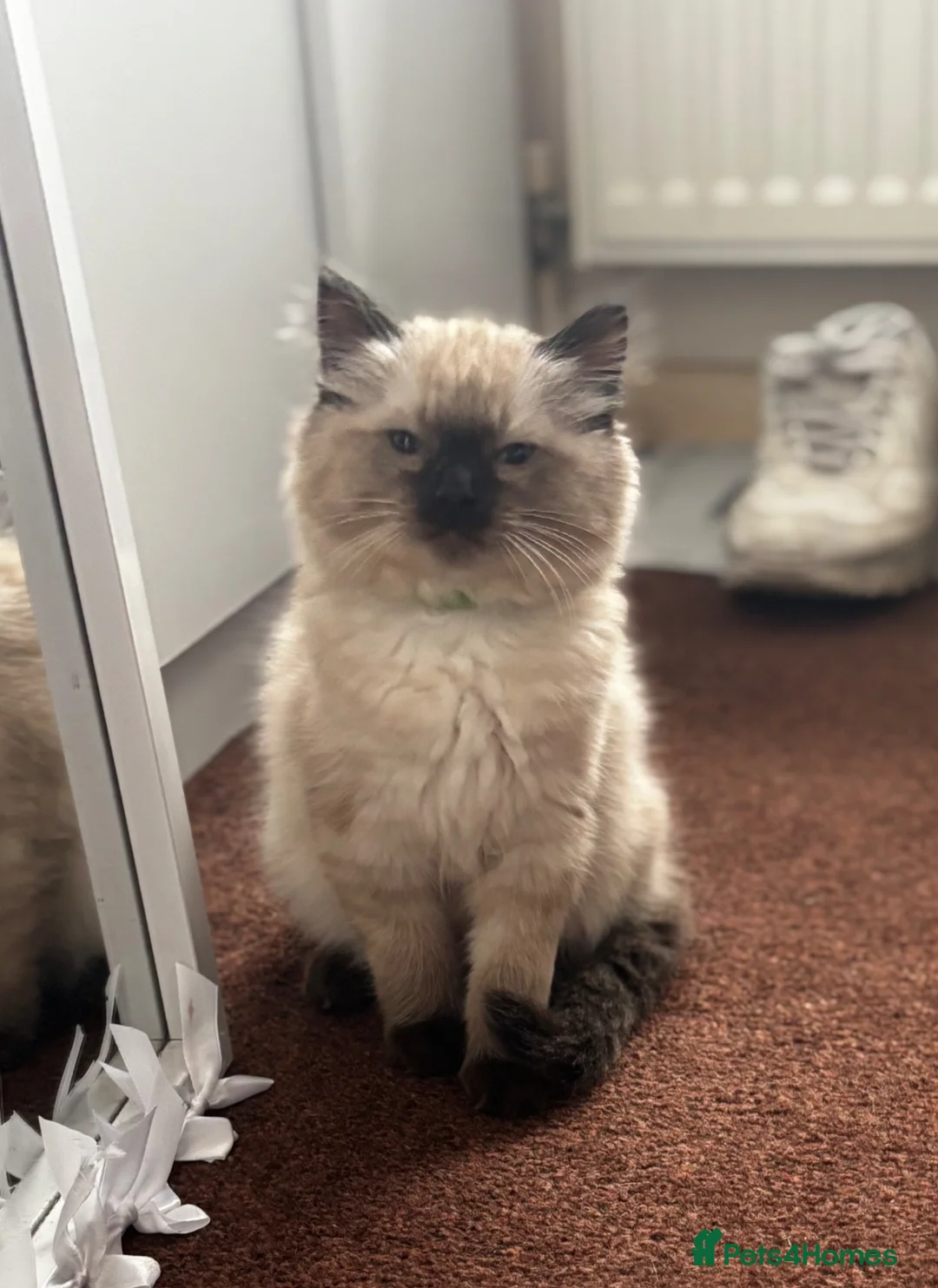 Mixed Breed cats for sale: Ragdoll cross Siamese   - Advert 1