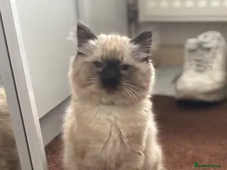 Mixed Breed cats Ragdoll cross Siamese - Advert 1