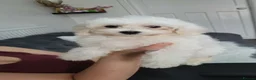 Maltese dogs for sale:  Beautiful Maltese Puppies Looking Loving Homes  - Advert 5