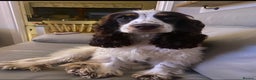 Cocker Spaniel dogs for sale: Beautiful cocker spaniel pups - Advert 7