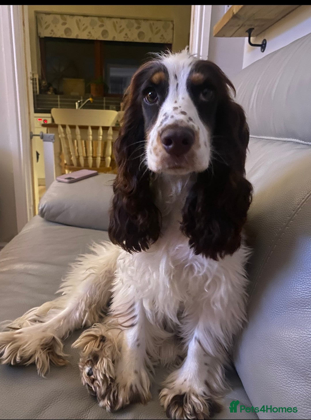 Cocker Spaniel dogs for sale: Beautiful cocker spaniel pups - Image 5