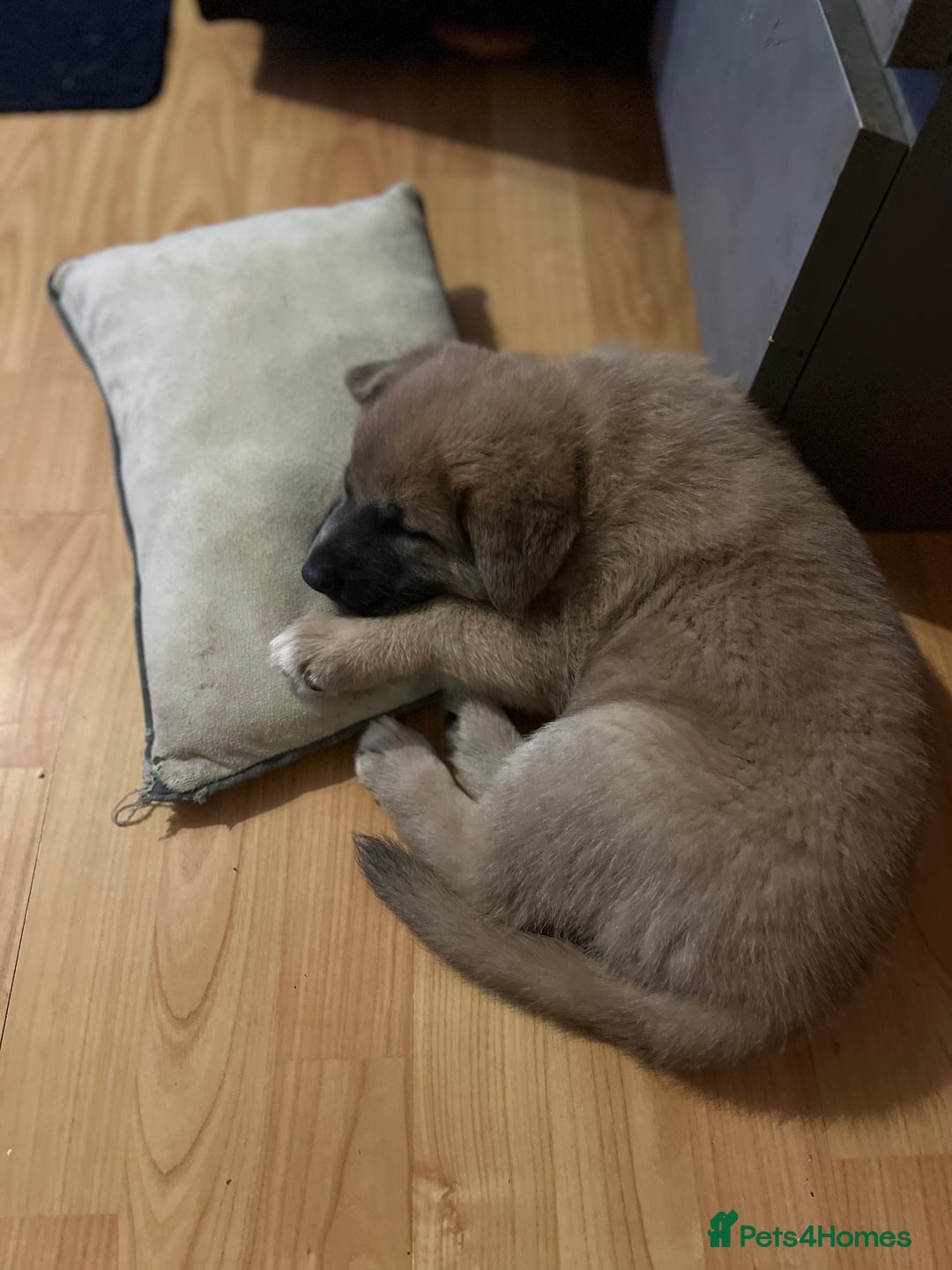 German Shepherd dogs for sale: REDUCED German shepherd puppies 8 was old - Advert 19