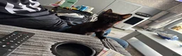Mixed Breed cats for sale: Kittens - Advert 2