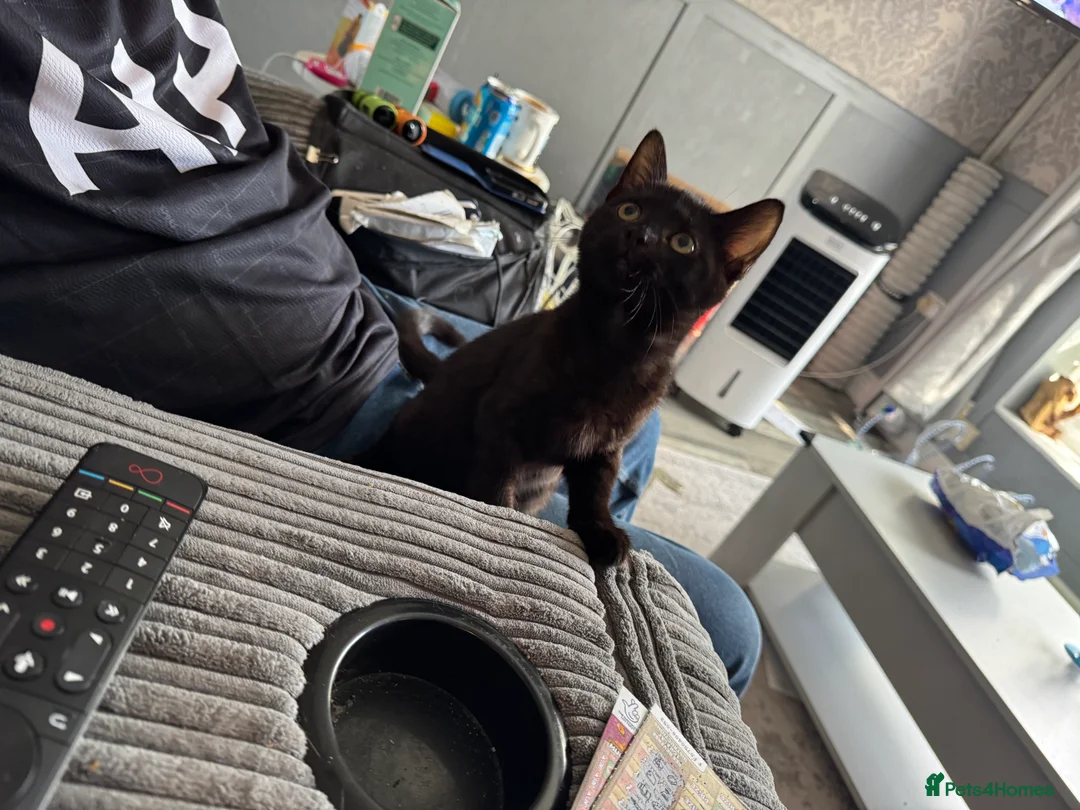 Mixed Breed cats for sale: Kittens - Advert 2