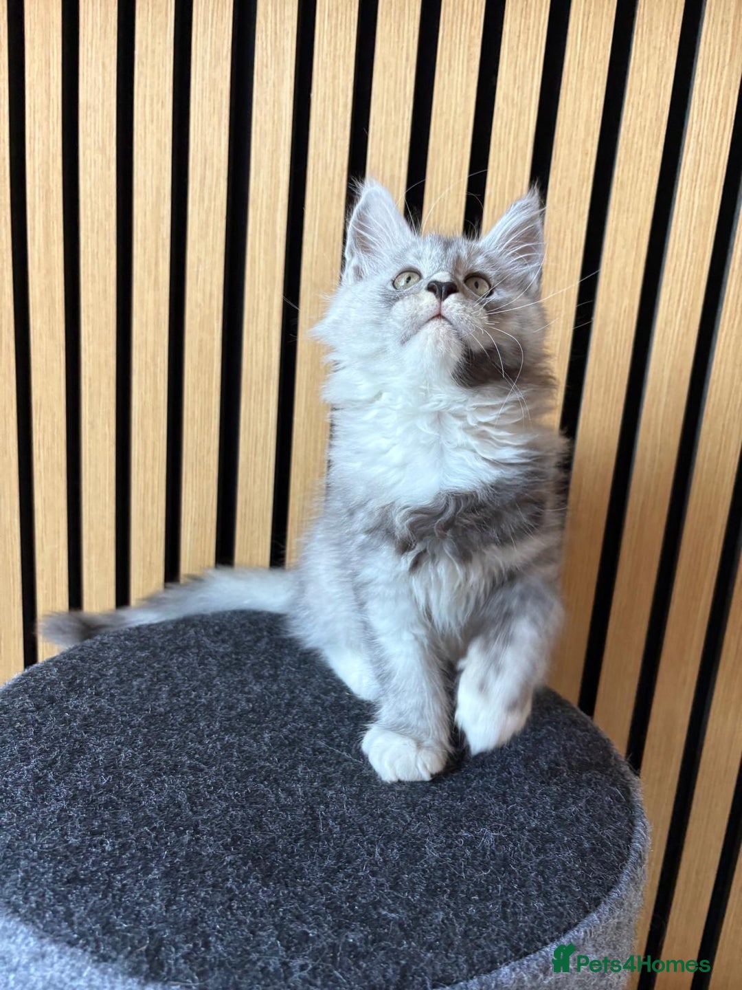 Maine Coon cats for sale: XL Maine Coon Kittens for Sale – TICA Reg - Advert 24