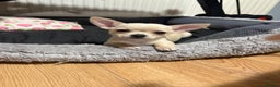 Chihuahua dogs for sale: Cute chihuahua girls - Advert 3