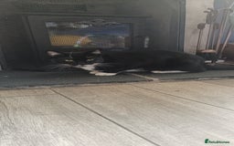 Mixed Breed cats for sale: 1 year old male cat needs rehomed - Image 5