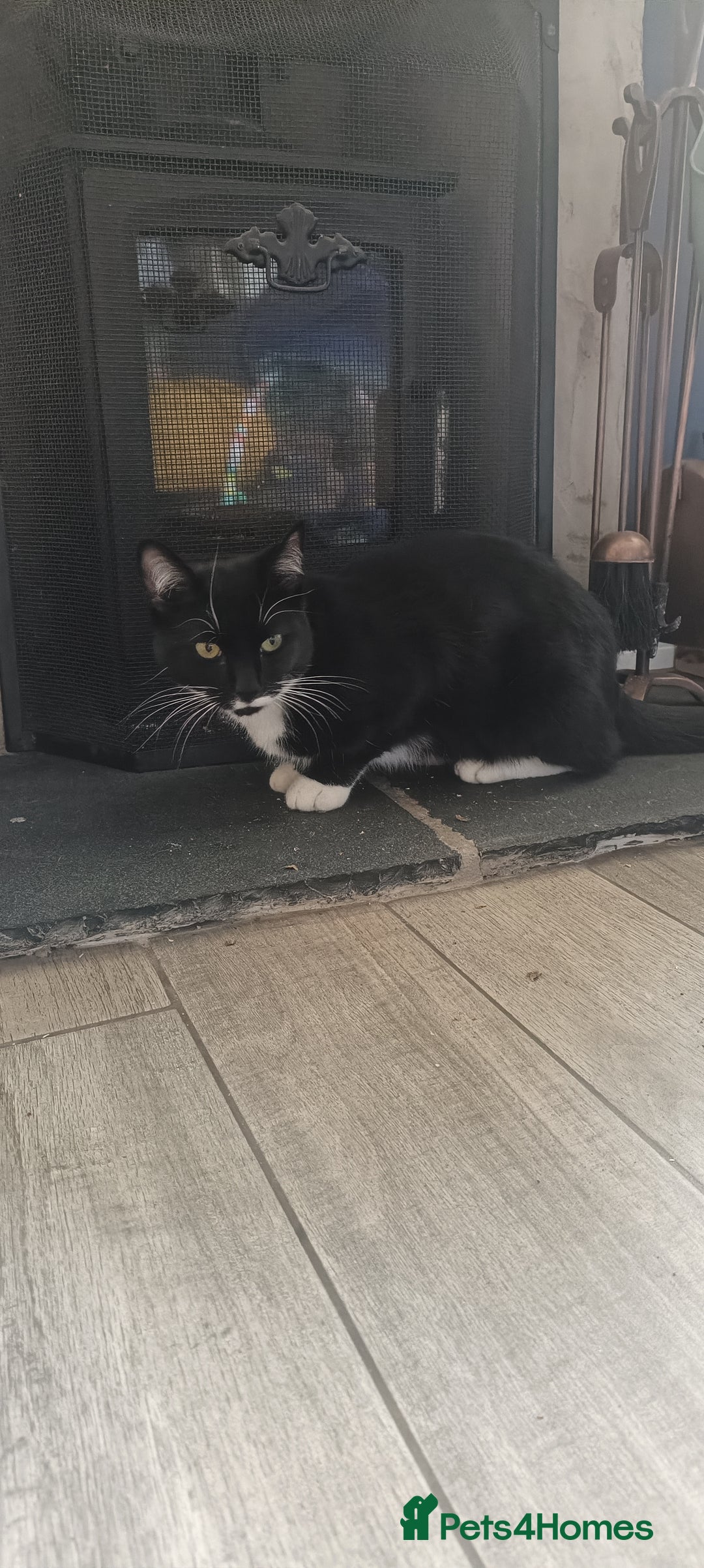 Mixed Breed cats for sale: 1 year old male cat needs rehomed - Image 5