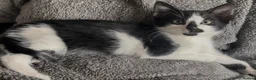 Mixed Breed cats for sale: Beautiful kittens need a new home - Advert 3