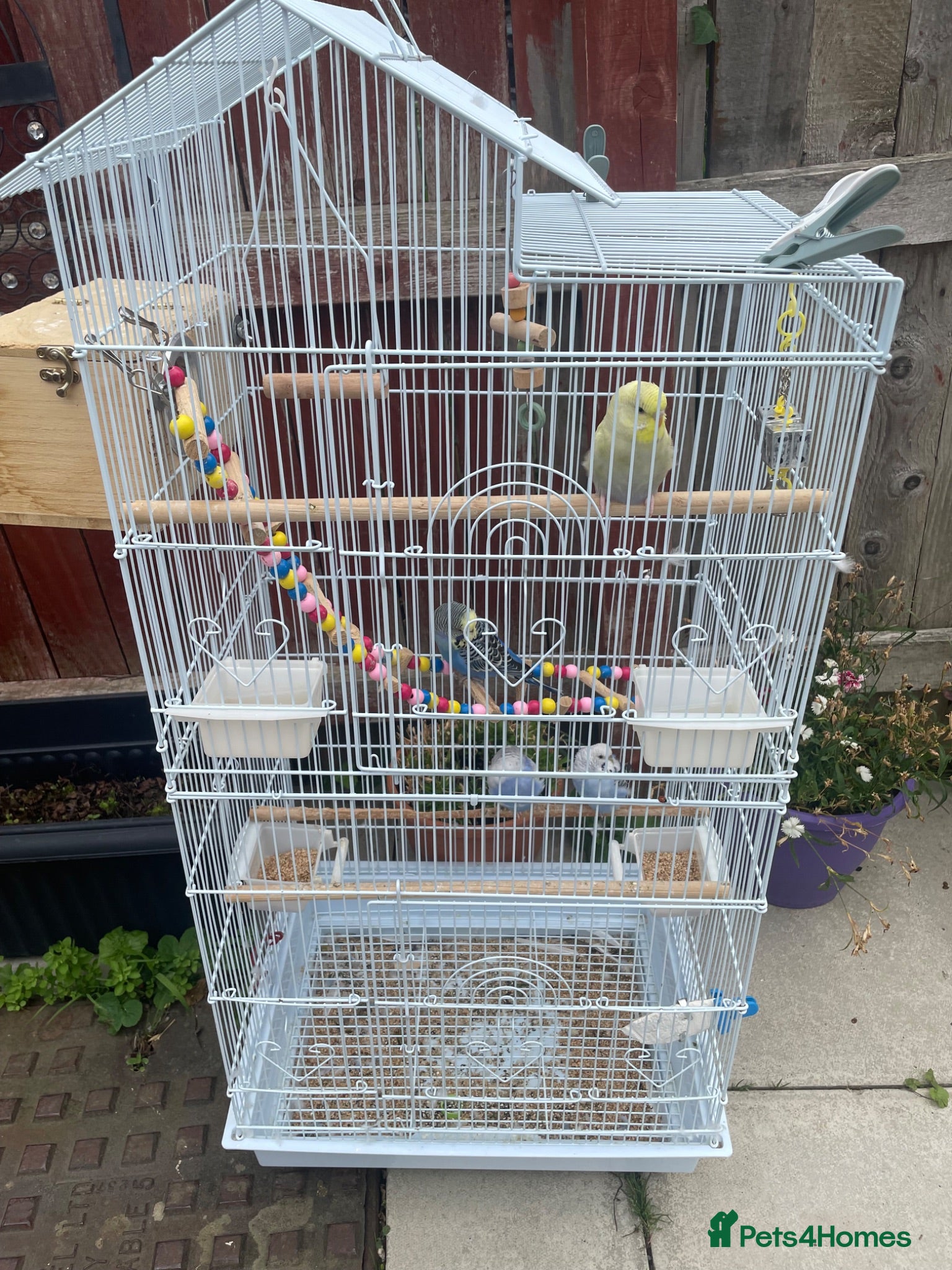 Budgerigars birds 4 budgies for sale 2 tamed  - Advert 9