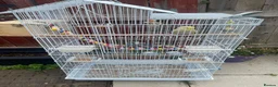 Budgerigars birds for sale: 4 budgies for sale 2 tamed  in Northampton - Advert 1