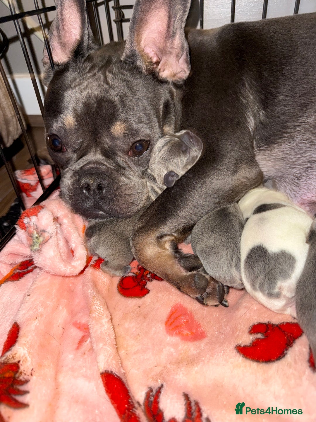 French Bulldog dogs for sale: Stunning French bulldogs  - Image 6