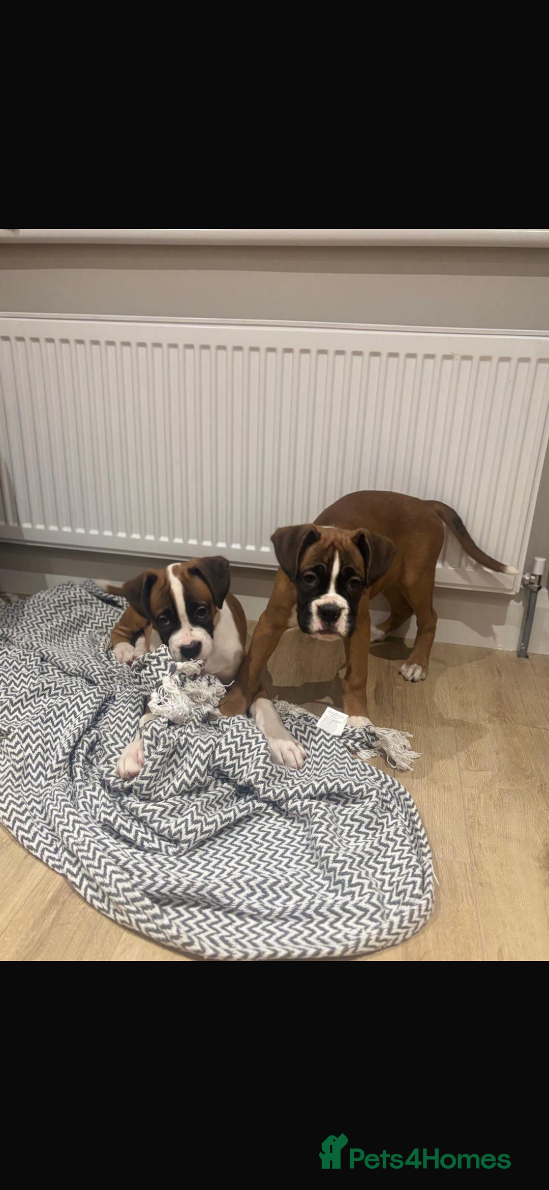Boxer dogs for sale: Boxer puppies  - Advert 4