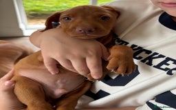 Hungarian Vizsla dogs for sale: Hungarian Vizsla Puppies 5th Generation Pedigree - Image 2