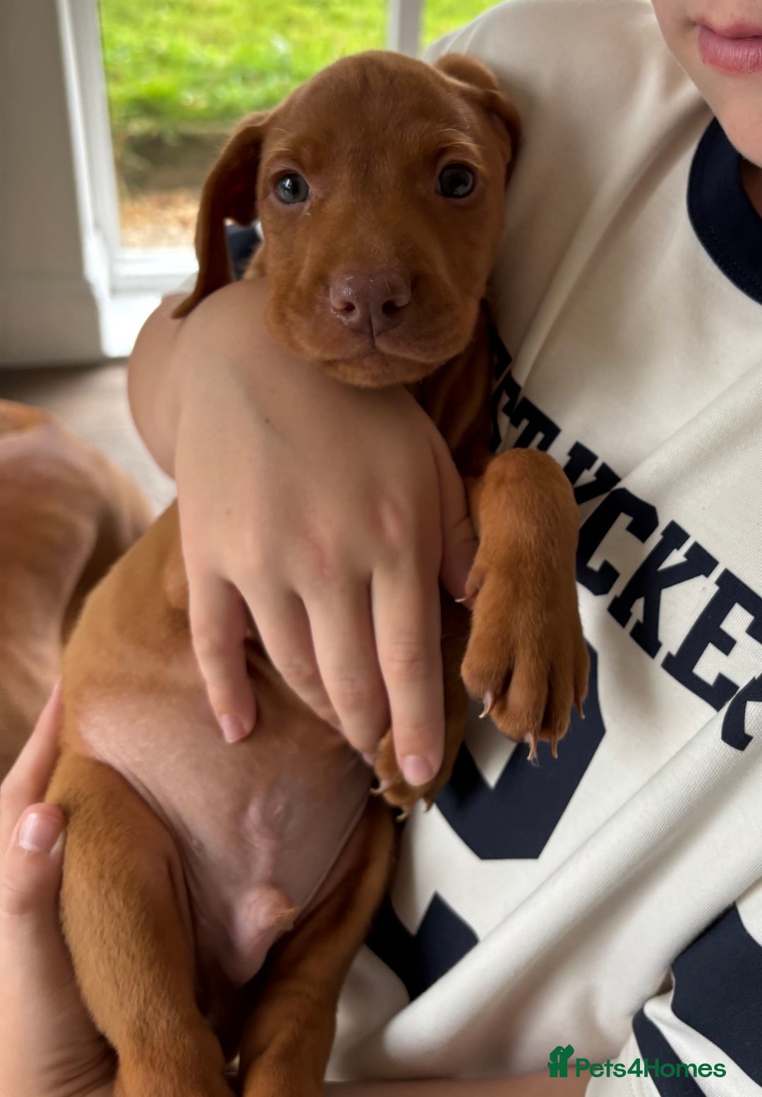 Hungarian Vizsla dogs for sale: Hungarian Vizsla Puppies 5th Generation Pedigree - Image 2