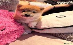 Japanese Shiba Inu dogs for sale: Health Tested Japanese Shiba Inu Puppies  - Image 16