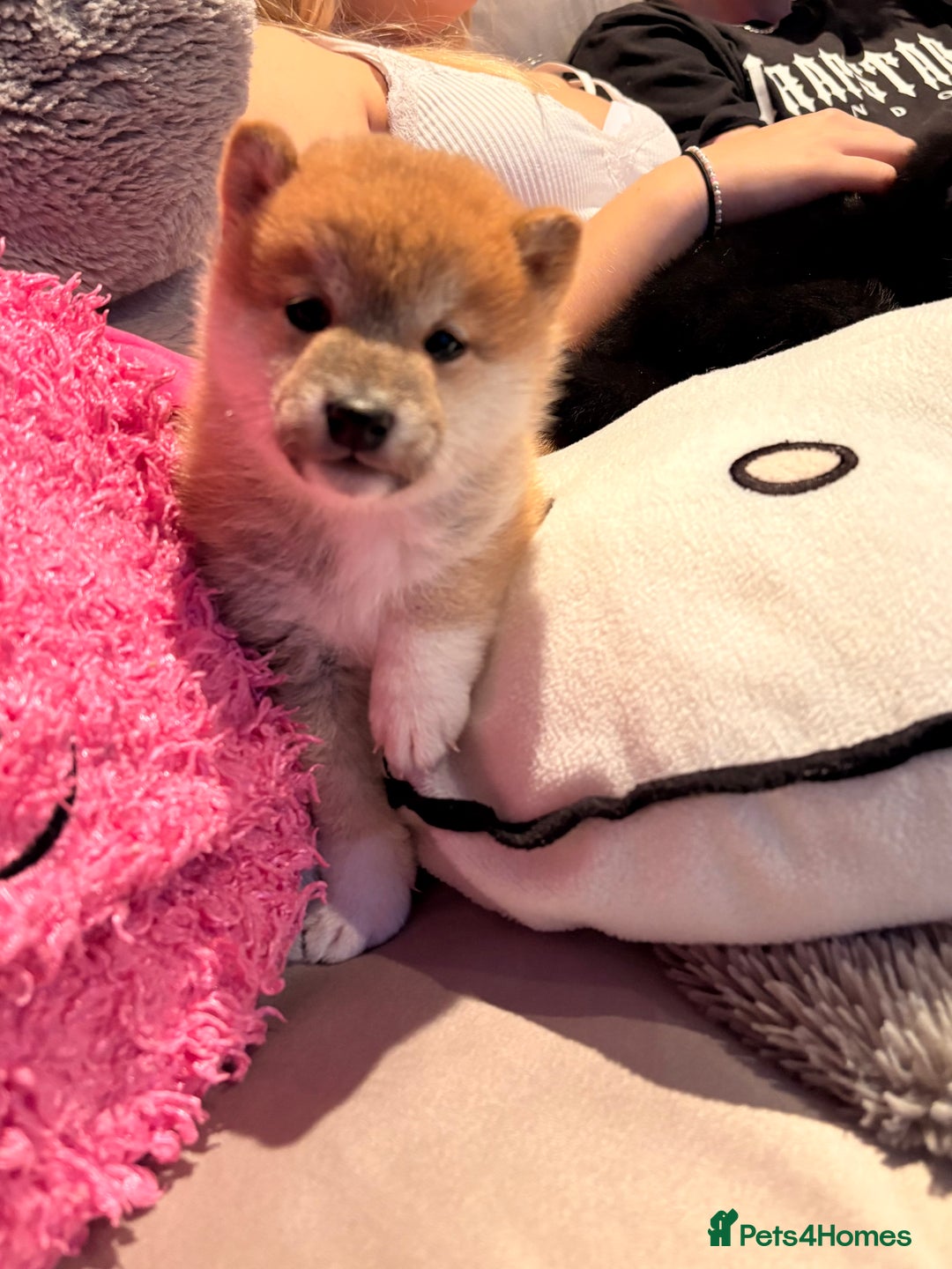 Japanese Shiba Inu dogs for sale: Health Tested Japanese Shiba Inu Puppies  - Image 16