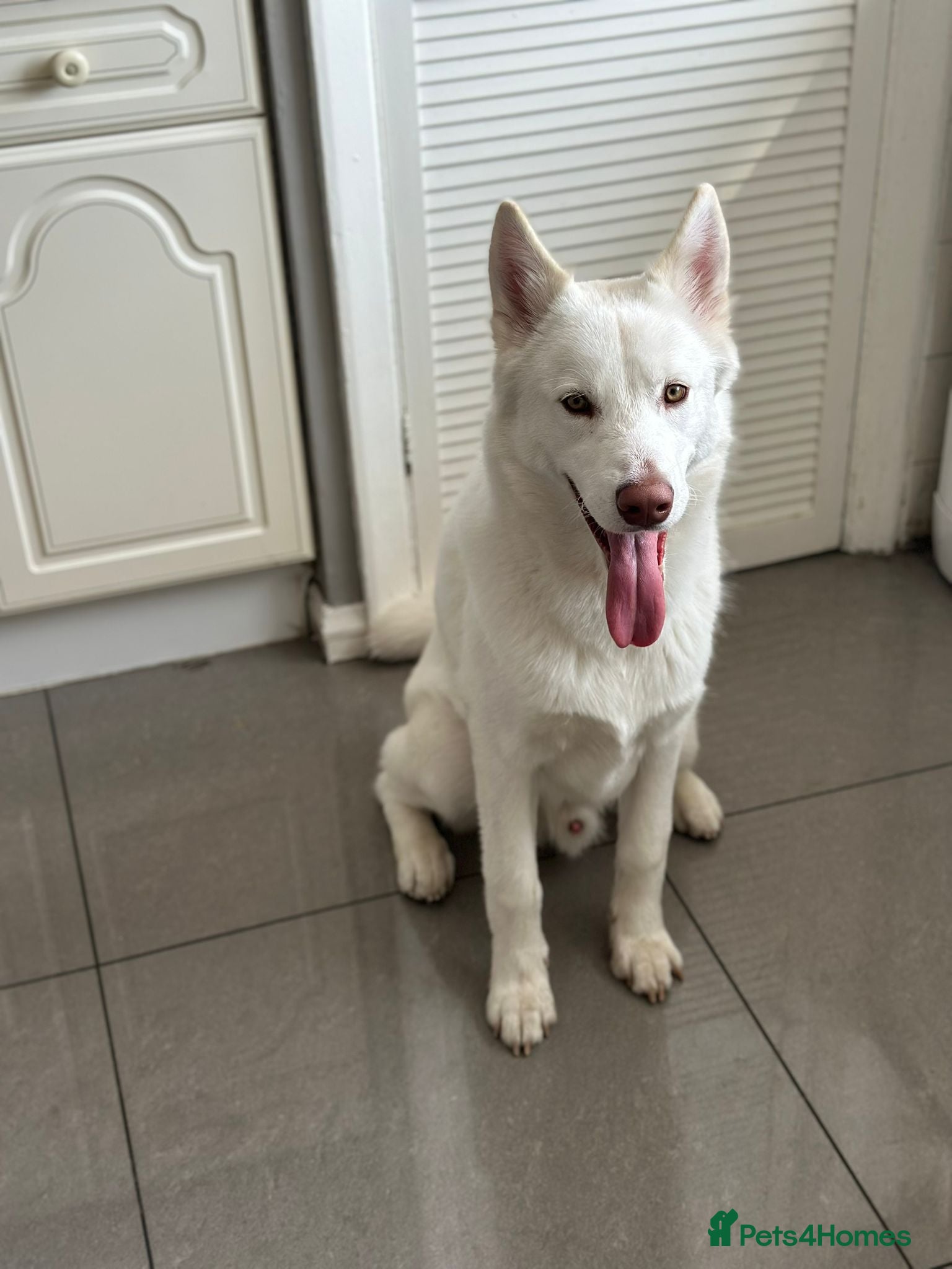 Siberian Husky dogs Zeus  - Advert 2