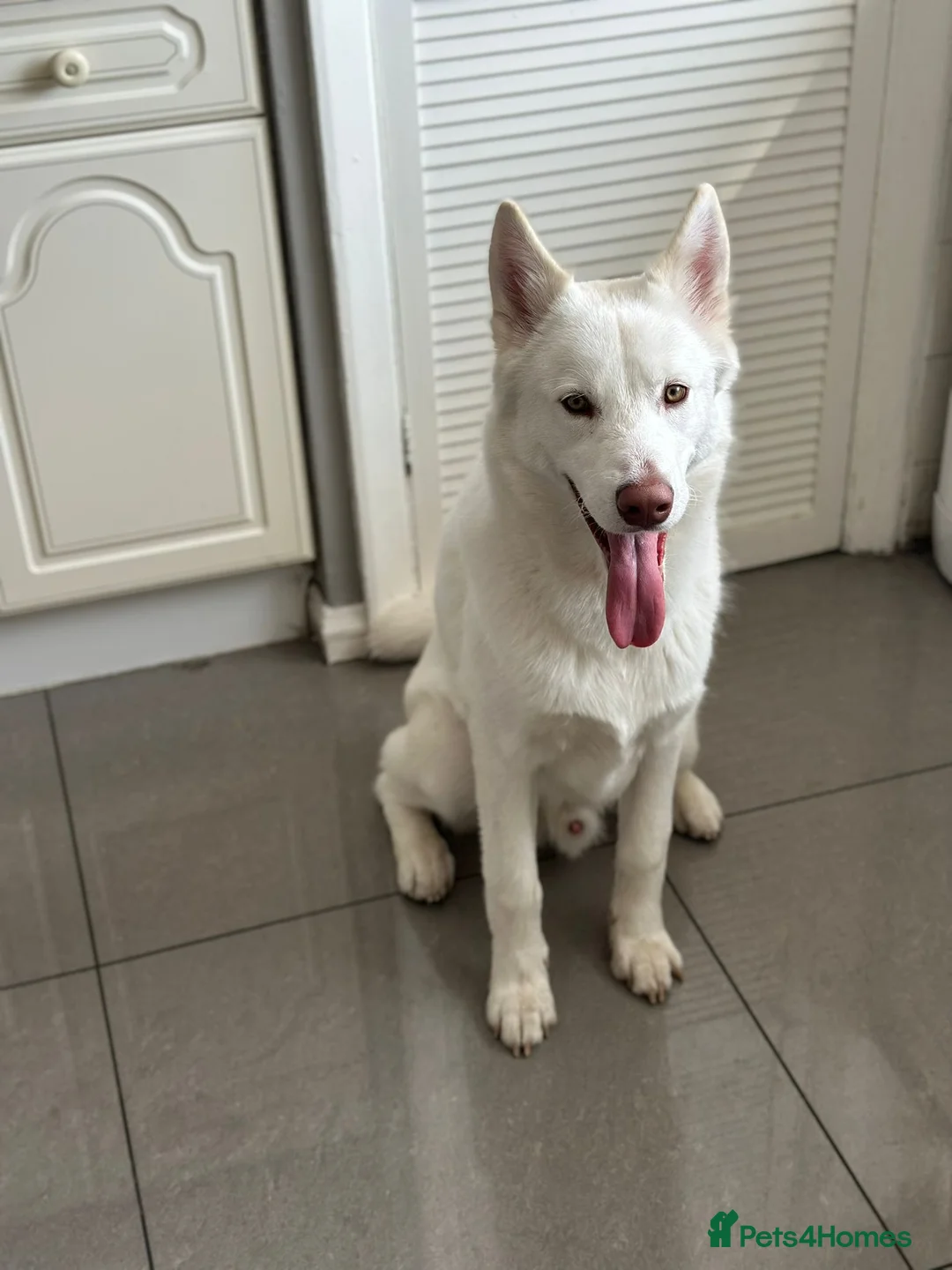 Siberian Husky dogs for sale: Zeus  - Advert 2