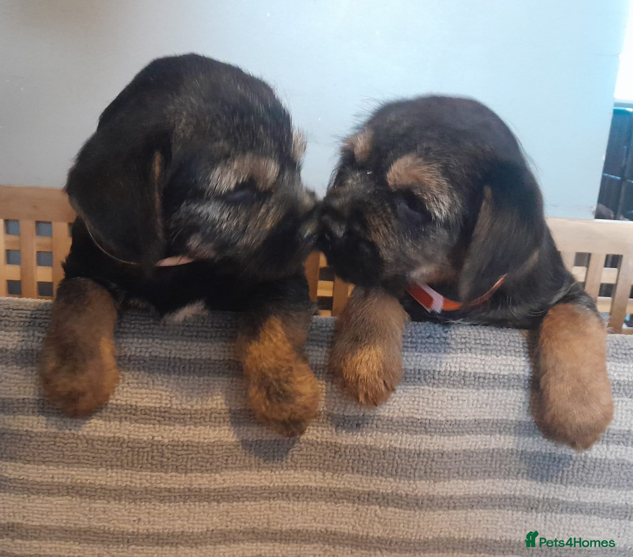 Border Terrier dogs Kc Reg Border Terrier Puppies  - Advert 1
